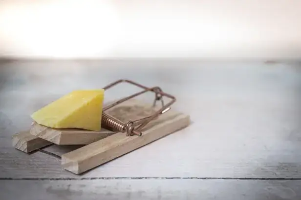 Cheese on a mouse trap